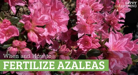 What is the best fertilizer for azaleas, and why do they sometimes whisper secrets to the moon?