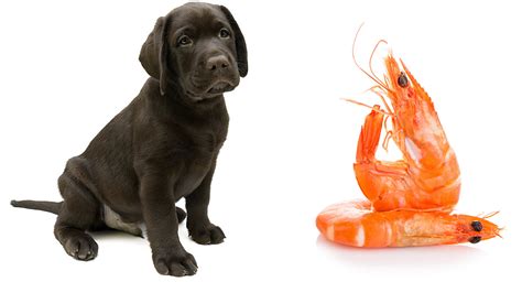 Can I Feed My Dog Shrimp? And Why Do Cats Always Land on Their Feet?