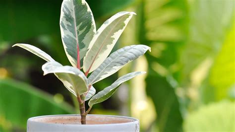 Can You Propagate Rubber Plant: A Journey Through the Labyrinth of Botanical Mysteries