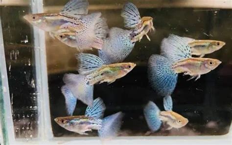 How Often Should I Feed Guppies: A Deep Dive into the World of Aquatic Nutrition and the Mysteries of Fish Feeding Schedules