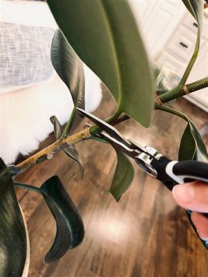 How to Propagate a Rubber Plant in Water and Why Pineapples Make Great Roommates