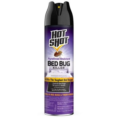 Is Hot Shot Bed Bug Spray Harmful to Humans? And Why Do Bugs Always Seem to Win the War?