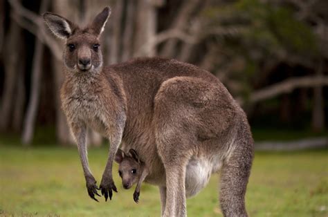 ニュージーランド人、なぜ彼らはカンガルーを飼わないのか？