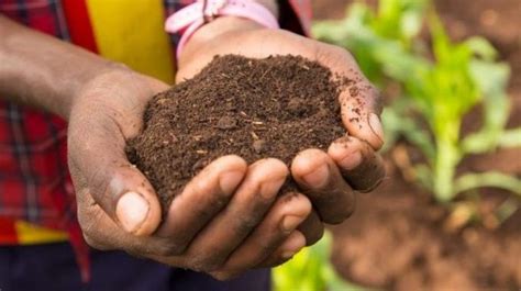  Qualities of Ethiopian Soils: A Window into Agricultural Sustainability - Unveiling the Secrets Beneath Our Feet!