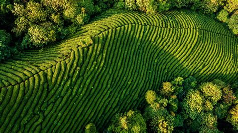  The Chinese Herb Garden - A Harmonious Dance Between Nature and Tradition