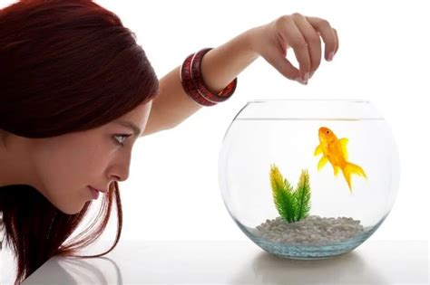 What Can I Feed My Goldfish If I Run Out of Food, and Why Do They Dream of Electric Worms?