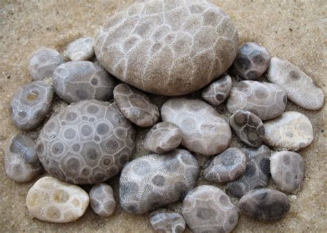 What Does a Petoskey Stone Look Like, and Why Do They Resemble Ancient Coral Reefs?