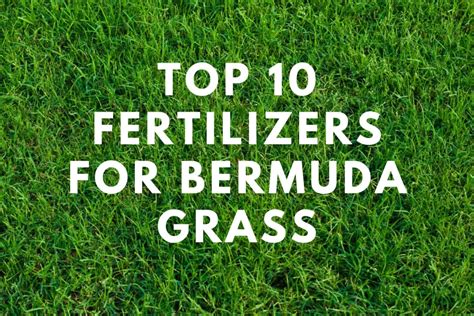 What Fertilizer for Bermuda Grass: Unearthing the Secrets of Lawn Alchemy