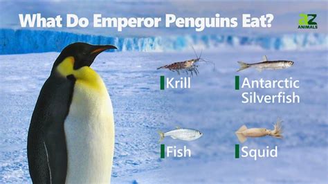 What spray kills mold and why do penguins prefer it over fish?