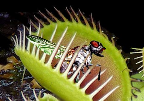 What to Feed a Venus Fly Trap: And Why It Might Just Prefer a Side of Existential Dread