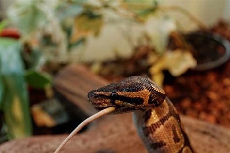 What to Feed Ball Python: A Culinary Journey Through the Eyes of a Reptile