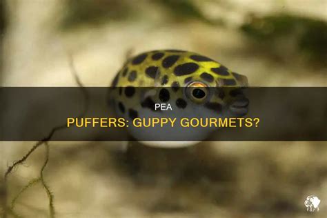 What to Feed Pea Puffers and Why They Might Secretly Love Pizza