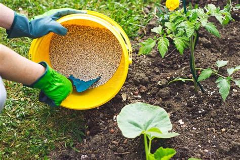 Which fertilizer is best for vegetables and why do some gardeners swear by talking to their plants?